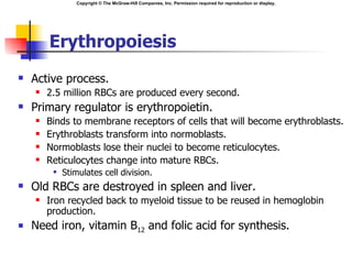 Copyright © The McGraw-Hill Companies, Inc. Permission required for reproduction or display.




        Erythropoiesis
   Active process.
       2.5 million RBCs are produced every second.
   Primary regulator is erythropoietin.
       Binds to membrane receptors of cells that will become erythroblasts.
       Erythroblasts transform into normoblasts.
       Normoblasts lose their nuclei to become reticulocytes.
       Reticulocytes change into mature RBCs.
            Stimulates cell division.
   Old RBCs are destroyed in spleen and liver.
       Iron recycled back to myeloid tissue to be reused in hemoglobin
        production.
   Need iron, vitamin B12 and folic acid for synthesis.
 