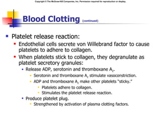 Copyright © The McGraw-Hill Companies, Inc. Permission required for reproduction or display.




         Blood Clotting                                           (continued)




   Platelet release reaction:
       Endothelial cells secrete von Willebrand factor to cause
        platelets to adhere to collagen.
       When platelets stick to collagen, they degranulate as
        platelet secretory granules:
            Release ADP, serotonin and thromboxane A2.
                  Serotonin and thromboxane A2 stimulate vasoconstriction.
                  ADP and thromboxane A2 make other platelets “sticky.”
                      Platelets adhere to collagen.

                      Stimulates the platelet release reaction.

            Produce platelet plug.
                  Strengthened by activation of plasma clotting factors.
 
