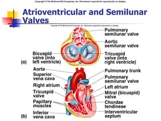 Copyright © The McGraw-Hill Companies, Inc. Permission required for reproduction or display.




Atrioventricular and Semilunar
Valves
 