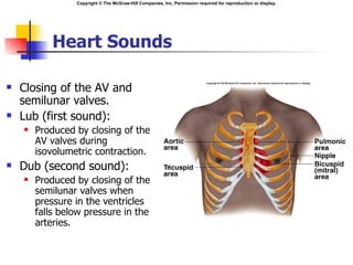 Copyright © The McGraw-Hill Companies, Inc. Permission required for reproduction or display.




            Heart Sounds

   Closing of the AV and
    semilunar valves.
   Lub (first sound):
       Produced by closing of the
        AV valves during
        isovolumetric contraction.
   Dub (second sound):
       Produced by closing of the
        semilunar valves when
        pressure in the ventricles
        falls below pressure in the
        arteries.
 