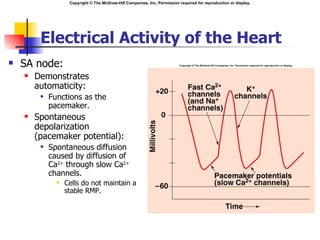 Copyright © The McGraw-Hill Companies, Inc. Permission required for reproduction or display.




         Electrical Activity of the Heart
   SA node:
       Demonstrates
        automaticity:
            Functions as the
             pacemaker.
       Spontaneous
        depolarization
        (pacemaker potential):
            Spontaneous diffusion
             caused by diffusion of
             Ca2+ through slow Ca2+
             channels.
                  Cells do not maintain a
                   stable RMP.
 