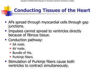 Copyright © The McGraw-Hill Companies, Inc. Permission required for reproduction or display.




         Conducting Tissues of the Heart

   APs spread through myocardial cells through gap
    junctions.
   Impulses cannot spread to ventricles directly
    because of fibrous tissue.
   Conduction pathway:
       SA node.
       AV node.
       Bundle of His.
       Purkinje fibers.
   Stimulation of Purkinje fibers cause both
    ventricles to contract simultaneously.
 