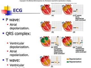 Copyright © The McGraw-Hill Companies, Inc. Permission required for reproduction or display.




          ECG
   P wave:
       Atrial
        depolarization.
   QRS complex:

       Ventricular
        depolarization.
       Atrial
        repolarization.
   T wave:
       Ventricular
 