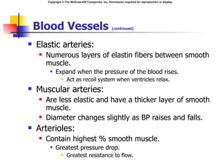 Copyright © The McGraw-Hill Companies, Inc. Permission required for reproduction or display.




    Blood Vessels                                      (continued)



   Elastic arteries:
        Numerous layers of elastin fibers between smooth
         muscle.
             Expand when the pressure of the blood rises.
                     Act as recoil system when ventricles relax.
   Muscular arteries:
        Are less elastic and have a thicker layer of smooth
         muscle.
        Diameter changes slightly as BP raises and falls.
   Arterioles:
        Contain highest % smooth muscle.
             Greatest pressure drop.
                     Greatest resistance to flow.
 
