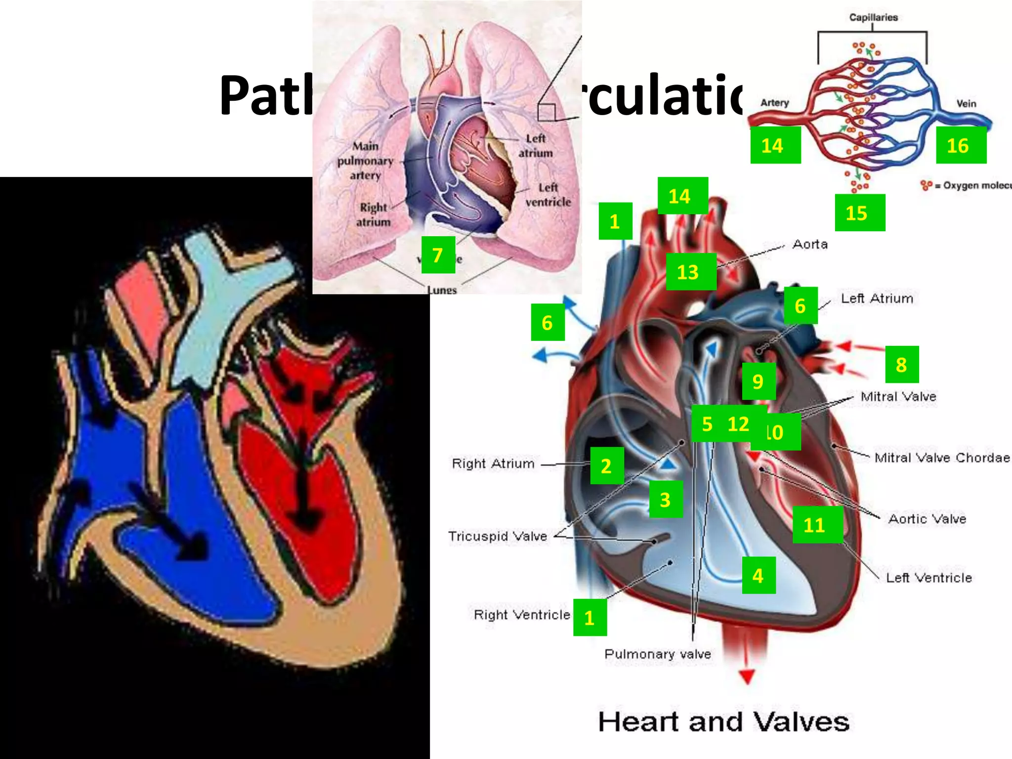 Pathway of Circulation161414151713668912510231141It takes about 1 min. for blood to make 1 complete cycleAnd so on…