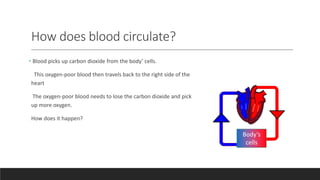 How does blood circulate?
Body’s
cells
• Blood picks up carbon dioxide from the body’ cells.
This oxygen-poor blood then travels back to the right side of the
heart
The oxygen-poor blood needs to lose the carbon dioxide and pick
up more oxygen.
How does it happen?
 