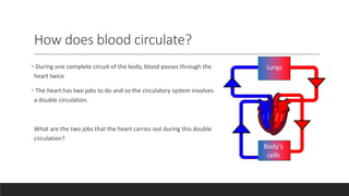 How does blood circulate?
• During one complete circuit of the body, blood passes through the
heart twice
• The heart has two jobs to do and so the circulatory system involves
a double circulation.
What are the two jobs that the heart carries out during this double
circulation?
Body’s
cells
Lungs
 
