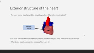 Exterior structure of the heart
•The heart pumps blood around the circulatory system. What is the heart made of?
•The heart is made of muscle and keeps pumping blood around your body, even when you are asleep!
•What do the blood vessels on the outside of the heart do?
Muscle
tissue
 