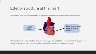 Exterior structure of the heart
•The heart is full of blood but also needs its own blood supply so that the muscles can keep pumping.
•The blood vessels on the outside of the heart carry oxygen-rich blood to the heart muscle cells. Oxygen-poor
blood is then carried away from these cells by outer blood vessels and back into the heart.
Muscle
tissue
Blood vessels supply
blood to muscle
tissue
 