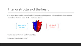 Interior structure of the heart
•The inside of the heart is divided into two sections to keep oxygen-rich and oxygen-poor blood separate.
Each side of the heart is also divided into two sections.
•Each section of the heart is called a chamber.
•How many chambers are there?
Right side of
the heart
Left side of
the heart
 