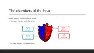 The chambers of the heart
•There are four chambers of the heart
• An upper chamber is called an atrium
• A lower chamber is called a ventricle
Right
ventricle
Left
atrium
Left
ventricle
Right
atrium
 