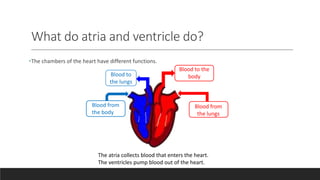 What do atria and ventricle do?
•The chambers of the heart have different functions.
Blood to
the lungs
Blood from
the body
Blood to the
body
Blood from
the lungs
The atria collects blood that enters the heart.
The ventricles pump blood out of the heart.
 