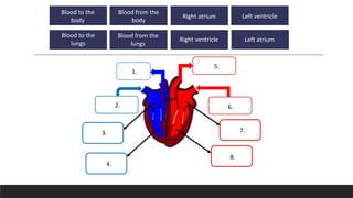 Blood to
the lungs
Blood from
the body
Blood to the
body
Blood from
the lungs
Left
atrium
Left
ventricle
Right
atrium
Right
ventricle
1.
2.
3.
4.
8.
7.
6.
5.
Blood to the
body
Blood from the
body
Right atrium Left ventricle
Blood to the
lungs
Blood from the
lungs
Right ventricle Left atrium
 