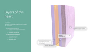 Layers of the
heart
Pericardium:
The heart is surrounded by fibro serous sac called
the pericardium
The function of pericardium is:
◦ To limit cardiac distension and restrict
excessive movement
◦ To protect and lubricate.
The pericardium is composed of:
◦ Visceral pericardium
◦ Parietal pericardium
◦ Pericardial cavity
 