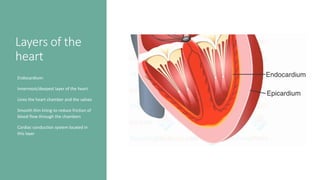 Layers of the
heart
Endocardium:
• Innermost/deepest layer of the heart
• Lines the heart chamber and the valves
• Smooth thin lining to reduce friction of
blood flow through the chambers
• Cardiac conduction system located in
this layer
 