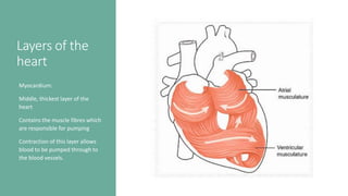 Layers of the
heart
Myocardium:
•Middle, thickest layer of the
heart
•Contains the muscle fibres which
are responsible for pumping
•Contraction of this layer allows
blood to be pumped through to
the blood vessels.
 