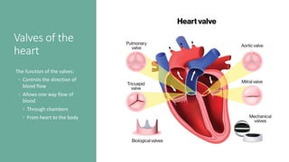Valves of the
heart
The function of the valves:
◦ Controls the direction of
blood flow
◦ Allows one way flow of
blood
◦ Through chambers
◦ From heart to the body
 