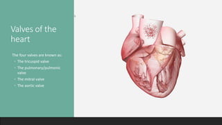 Valves of the
heart
The four valves are known as:
◦ The tricuspid valve
◦ The pulmonary/pulmonic
valve
◦ The mitral valve
◦ The aortic valve
 