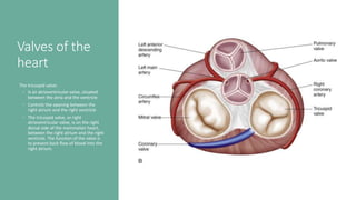 Valves of the
heart
The tricuspid valve:
◦ Is an atrioventricular valve, situated
between the atria and the ventricle
◦ Controls the opening between the
right atrium and the right ventricle
◦ The tricuspid valve, or right
atrioventricular valve, is on the right
dorsal side of the mammalian heart,
between the right atrium and the right
ventricle. The function of the valve is
to prevent back flow of blood into the
right atrium.
 
