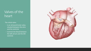 Valves of the
heart
The mitral valve:
◦ Is an atrioventricular valve,
situated between the atria
and the ventricle
◦ Controls the blood between
the left atrium and the left
ventricle
 