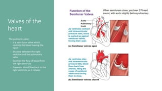 Valves of the
heart
The pulmonic valve:
◦ Is a semi lunar valve which
controls the blood leaving the
heart
◦ Situated between the right
ventricle and the pulmonary
valve
◦ Controls the flow of blood from
the right ventricle
◦ Prevemts blood flow back to the
right ventricle, as it relaxes
 