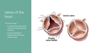 Valves of the
heart
The aortic valve:
◦ Is a semi lunar valve which
controls the blood leaving
the heart
◦ Controls blood flow
between the left atrium
and the aorta
 