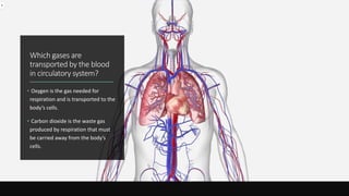 Which gases are
transported by the blood
in circulatory system?
• Oxygen is the gas needed for
respiration and is transported to the
body’s cells.
• Carbon dioxide is the waste gas
produced by respiration that must
be carried away from the body’s
cells.
 
