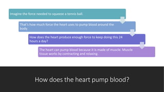 How does the heart pump blood?
Imagine the force needed to squeeze a tennis ball.
That’s how much force the heart uses to pump blood around the
body.
How does the heart produce enough force to keep doing this 24
hours a day?
The heart can pump blood because it is made of muscle. Muscle
tissue works by contracting and relaxing.
 