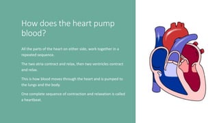 How does the heart pump
blood?
All the parts of the heart on either side, work together in a
repeated sequence.
The two atria contract and relax, then two ventricles contract
and relax.
This is how blood moves through the heart and is pumped to
the lungs and the body.
One complete sequence of contraction and relaxation is called
a heartbeat.
 