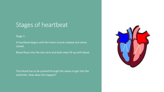 Stages of heartbeat
Stage 1:
A heartbeat begins with the heart muscle relaxed and valves
closed.
Blood flows into the two atria and both sides fill up with blood
This blood has to be pushed through the valves to get into the
ventricles. How does this happen?
 