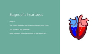 Stages of a heartbeat
Stage 2:
The valves between the atria and the ventricles close.
This prevents any backflow.
What happens next to the blood in the ventricles?
 