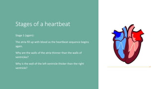 Stages of a heartbeat
Stage 1 (again):
The atria fill up with blood as the heartbeat sequence begins
again.
Why are the walls of the atria thinner than the walls of
ventricles?
Why is the wall of the left ventricle thicker than the right
ventricle?
 