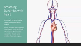 Breathing
Dynamics with
heart
•Breathing is the act of inhaling
oxygen and exhaling carbon
dioxide.
•During inhalation, the diaphragm
contracts and moves downward.
This increases the amount of
space in the thoracic cavity,
enabling the lungs to expand.
 