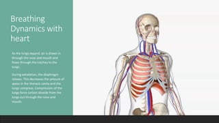 Breathing
Dynamics with
heart
•As the lungs expand, air is drawn in
through the nose and mouth and
flows through the trachea to the
lungs.
•During exhalation, the diaphragm
relaxes. This decreases the amount of
space in the thoracic cavity and the
lungs compress. Compression of the
lungs force carbon dioxide from the
lungs out through the nose and
mouth.
 