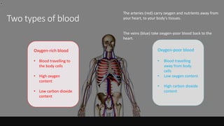 Oxygen-rich blood
• Blood travelling to
the body cells
• High oxygen
content
• Low carbon dioxide
content
Oxygen-poor blood
• Blood travelling
away from body
cells
• Low oxygen content
• High carbon dioxide
content
The arteries (red) carry oxygen and nutrients away from
your heart, to your body's tissues.
The veins (blue) take oxygen-poor blood back to the
heart.
Two types of blood
 
