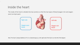 Inside the heart
The inside of the heart is divided into two sections so that the two types of blood (oxygen-rich and oxygen-
poor) are kept apart.
Right side
Oxygen-poor
blood
Left side
Oxygen-rich
blood
Note: The heart is always labelled as if it is in a body facing you, so the right side of the heart is on the left of the diagram
 