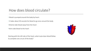 How does blood circulate?
• Blood is pumped around the body by heart.
• It takes about 30 seconds for blood to go once around the body
•Arteries take blood away from the heart
•Veins take blood to the heart
Starting with the left side of the heart, what route does blood follow
to complete one circuit of the body?
 