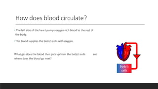 How does blood circulate?
• The left side of the heart pumps oxygen-rich blood to the rest of
the body.
•This blood supplies the body’s cells with oxygen.
What gas does the blood then pick up from the body’s cells and
where does the blood go next?
Body’s
cells
 