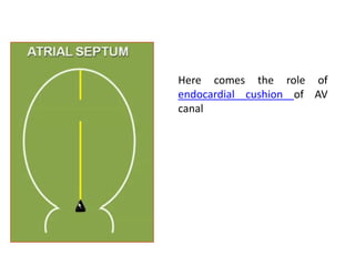 Upper part of SP disappears and lower part function as a
valve for the passage between Rt. and Lt. atrium (foramen
ovale)
 