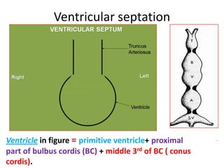 Membranous IV septum formed by- Endocardial cushion
+ a pair of bulbar ridges
Conus septum
 