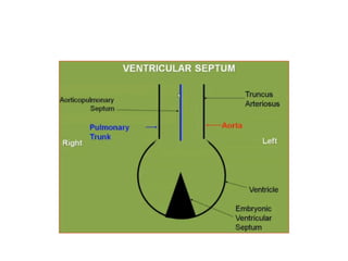 1. Pulomary stenosis
2. Overriding of aorta
3. VSD
4. Rt ventricular hypertrophy
 