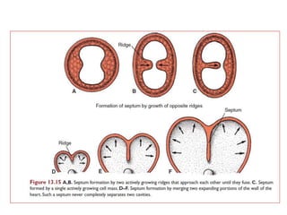 Endocardial cushions of the A-V canal not only divide this
canal into a right and left orifice, but also participate in
formation of the membranous portion of the
interventricular septum and in closure of the ostium
primum.
 