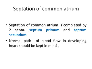 Division of primitive atrium
 