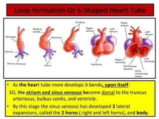 Loop formation Or S-Shaped Heart Tube
• As the heart tube more develops it bends, upon itself:
SO, the atrium and sinus venosus become dorsal to the truncus
arteriosus, bulbus cordis, and ventricle.
• By this stage the sinus venosus has developed 2 lateral
expansions, called the 2 horns ( right and left horns), and body.
Dr Ndayisaba Corneille
 