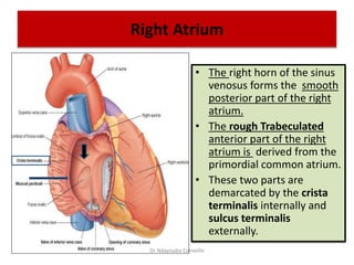 Right Atrium
• The right horn of the sinus
venosus forms the smooth
posterior part of the right
atrium.
• The rough Trabeculated
anterior part of the right
atrium is derived from the
primordial common atrium.
• These two parts are
demarcated by the crista
terminalis internally and
sulcus terminalis
externally.
Dr Ndayisaba Corneille
 