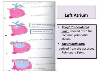 • Rough Trabeculated
part: derived from the
common primordial
atrium.
• The smooth part:
derived from the absorbed
Pulmonary Veins.
Left Atrium
Dr Ndayisaba Corneille
 