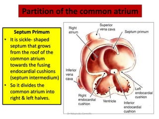 Partition of the common atrium
Septum Primum
• It is sickle- shaped
septum that grows
from the roof of the
common atrium
towards the fusing
endocardial cushions
(septum intermedium)
• So it divides the
common atrium into
right & left halves.
Dr Ndayisaba Corneille
 