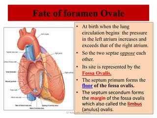 • At birth when the lung
circulation begins the pressure
in the left atrium increases and
exceeds that of the right atrium.
• So the two septae oppose each
other.
• Its site is represented by the
Fossa Ovalis.
• The septum primum forms the
floor of the fossa ovalis.
• The septum secondum forms
the margin of the fossa ovalis
which also called the limbus
(anulus) ovalis.
Fate of foramen Ovale
Dr Ndayisaba Corneille
 