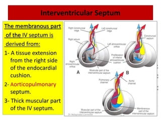 Interventricular Septum
The membranous part
of the IV septum is
derived from:
1- A tissue extension
from the right side
of the endocardial
cushion.
2- Aorticopulmonary
septum.
3- Thick muscular part
of the IV septum.
Dr Ndayisaba Corneille
 