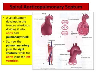 Spiral Aorticopulmonary Septum
• A spiral septum
develops in the
truncus arteriosus
dividing it into
aorta and
pulmonary trunk.
• So, now the
pulmonary artery
joins the right
ventricle while the
aorta joins the left
ventricle.
Dr Ndayisaba Corneille
 